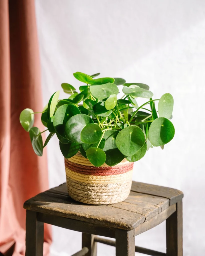 acheter plante pilea peperomioides