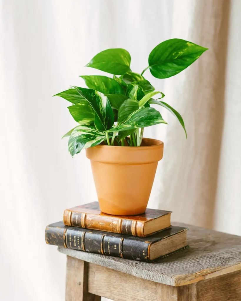 acheter plante pothos scindapsus aureum