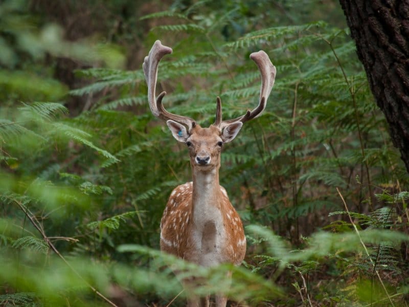 center parcs le bois aux daims