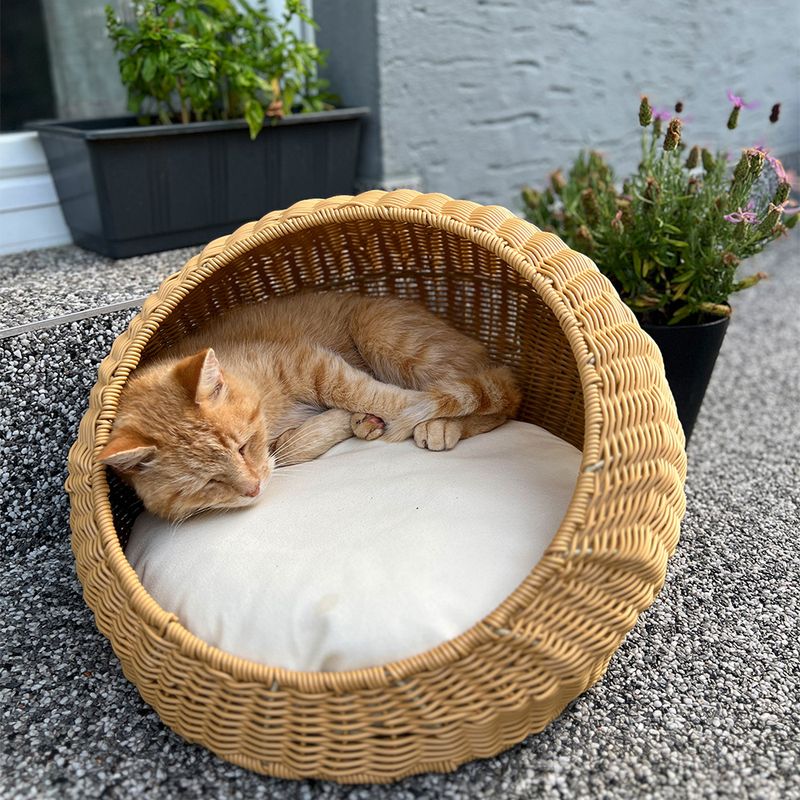 panier corbeille chat